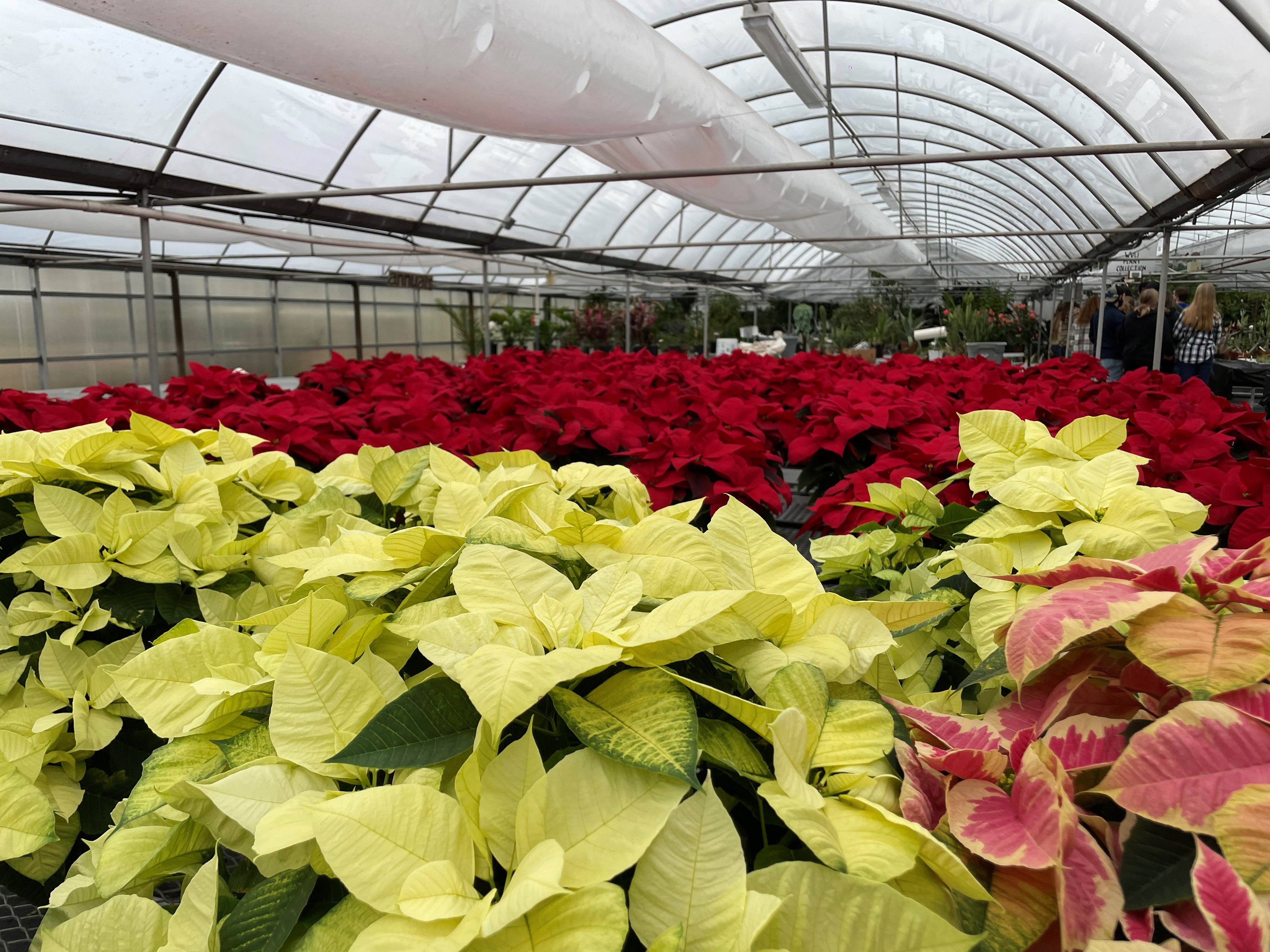 National Poinsettia Day Farm Credit of the Virginias